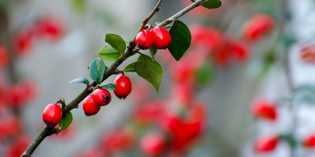 red berries